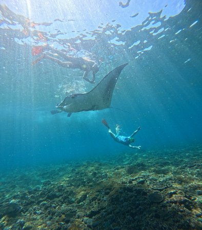 Manta Ray Snorkeling Nusa Penida Trip