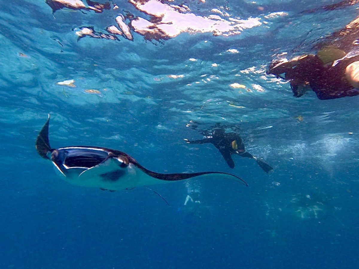 Manta Ray Snorkeling from Bali