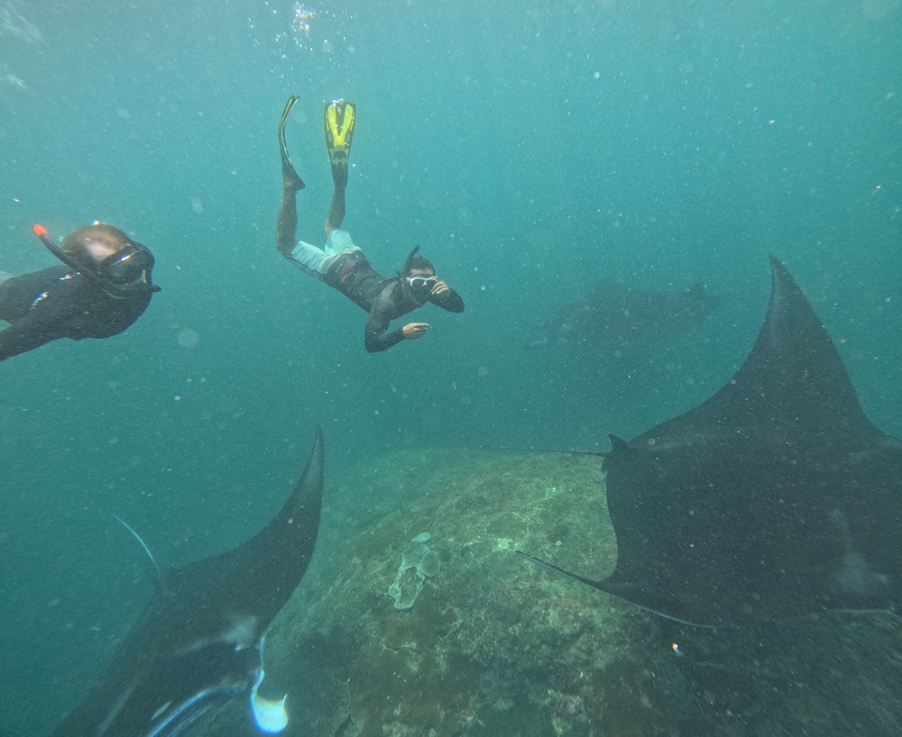 Difference Between Manta Rays and Stingrays